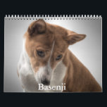 Basenji Calendar<br><div class="desc">A Calendar with 12 different pictures of Basenji dogs</div>