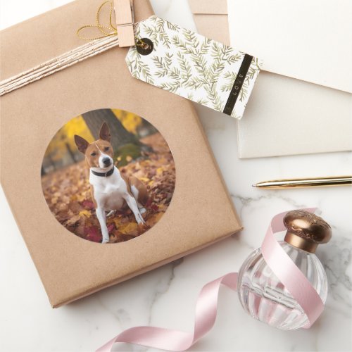 Basenji in Autumn Leaves Fall Inspire  Classic Round Sticker