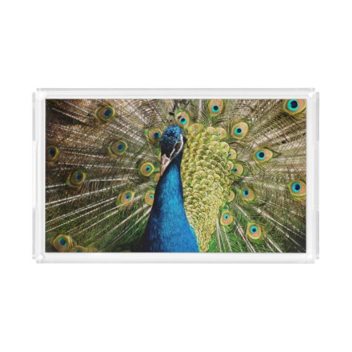 Bashful Peacock  Acrylic Tray