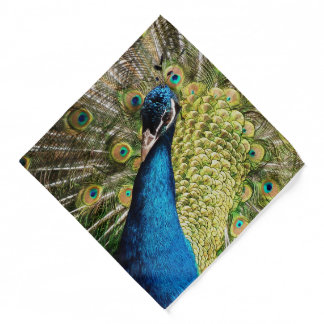 Bashful Peacock Bandana