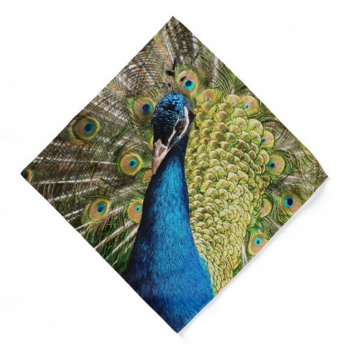 Bashful Peacock  Bandana