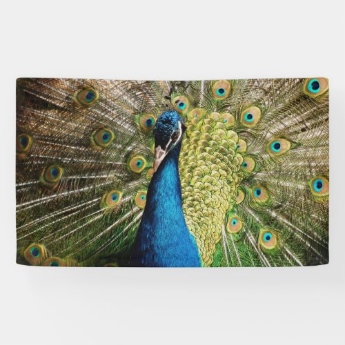 Bashful Peacock  Banner