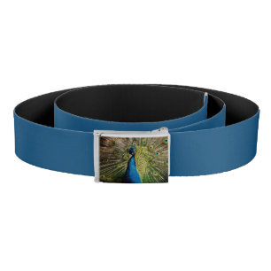 Bashful Peacock Belt