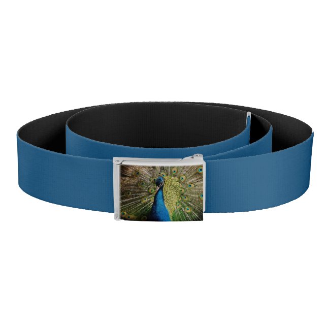 Bashful Peacock  Belt (Coil)