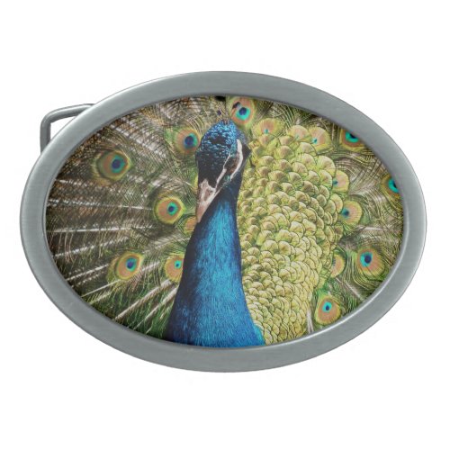 Bashful Peacock  Belt Buckle