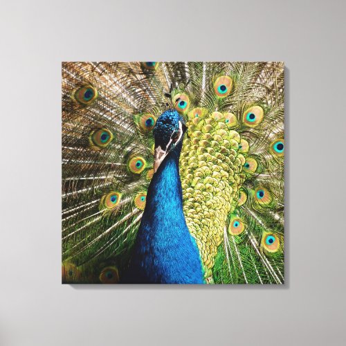 Bashful Peacock  Canvas Print