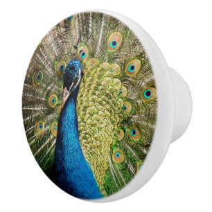 Bashful Peacock  Ceramic Knob