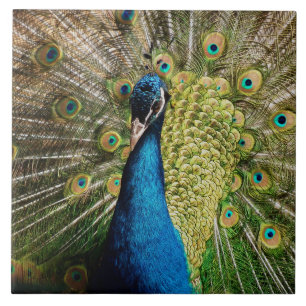 Bashful Peacock Ceramic Tile