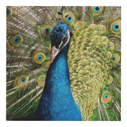 Bashful Peacock  Faux Canvas Print