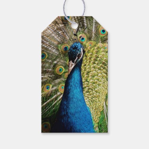 Bashful Peacock  Gift Tags
