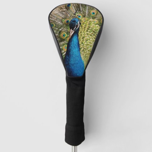 Bashful Peacock Golf Head Cover