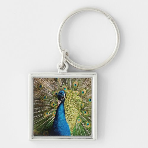 Bashful Peacock  Keychain
