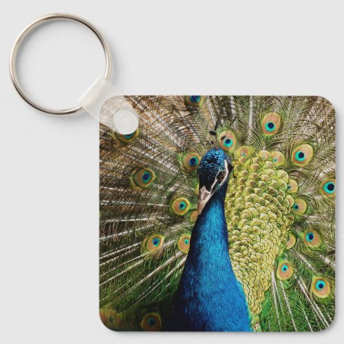 Bashful Peacock  Keychain