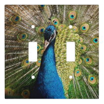Bashful Peacock  Light Switch Cover