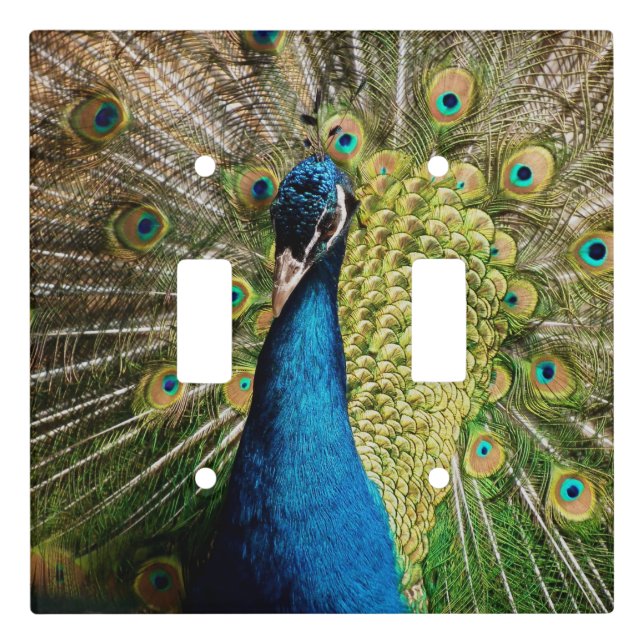 Bashful Peacock  Light Switch Cover (Front)