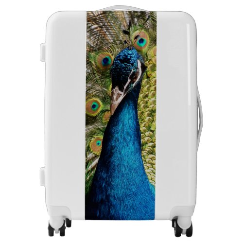Bashful Peacock  Luggage