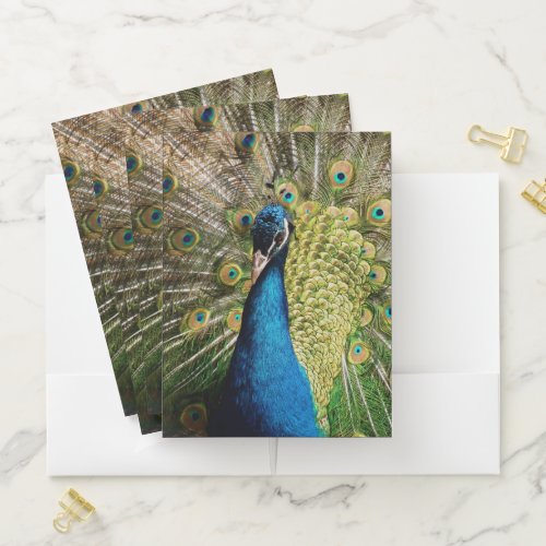 Bashful Peacock Pocket Folder