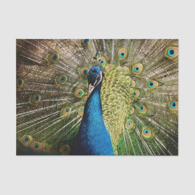 Bashful Peacock  Tissue Paper (Front)
