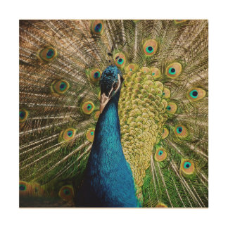 Bashful Peacock Wood Wall Art