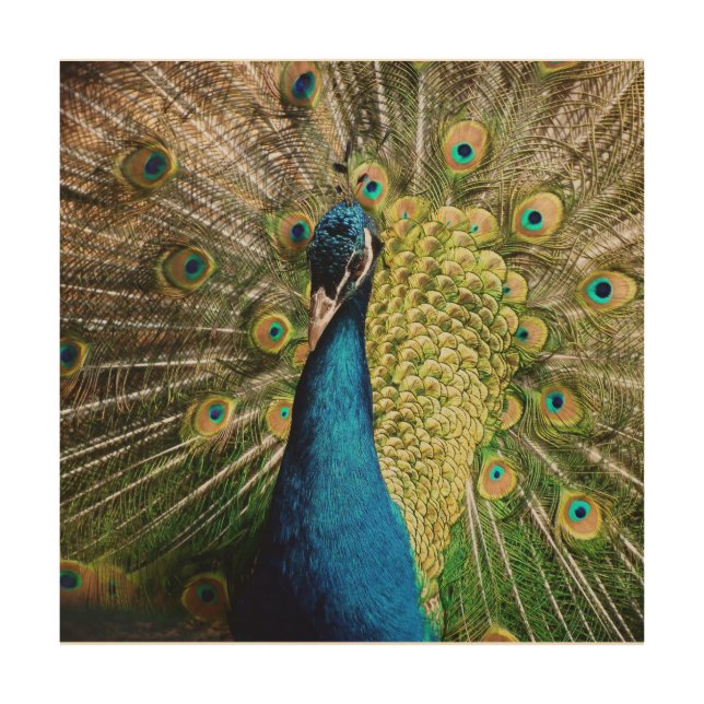Bashful Peacock  Wood Wall Art (Front)