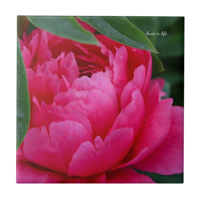 Bashful Pink Peony Ceramic Tile (Front)