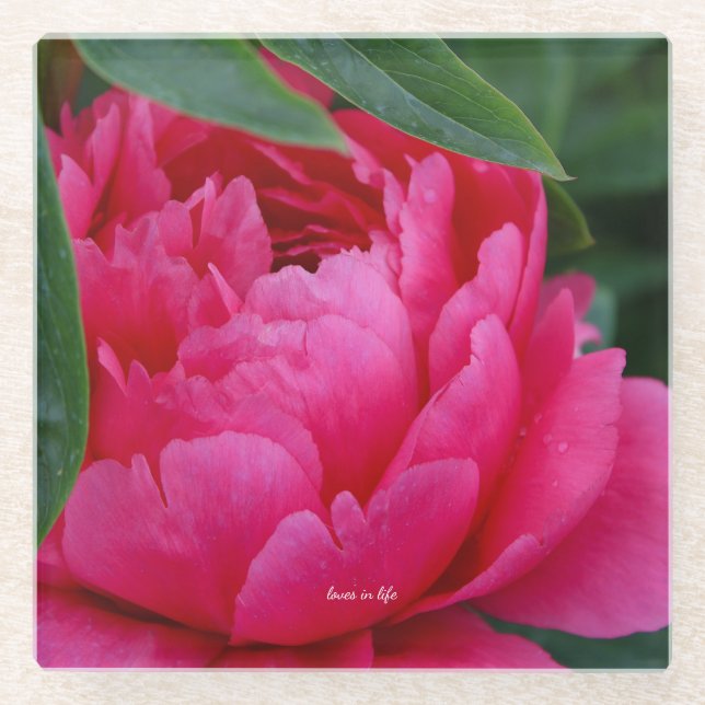 Bashful Pink Peony Glass Coaster (Front)