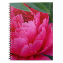 Bashful Pink Peony