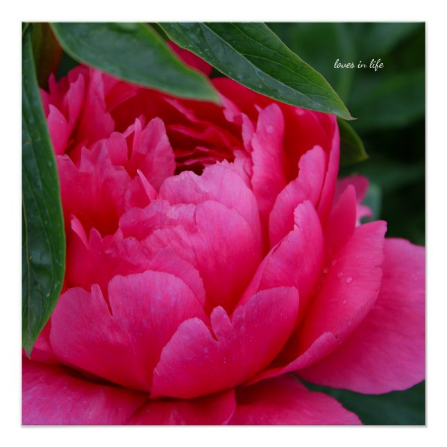 Bashful Pink Peony Poster (Front)