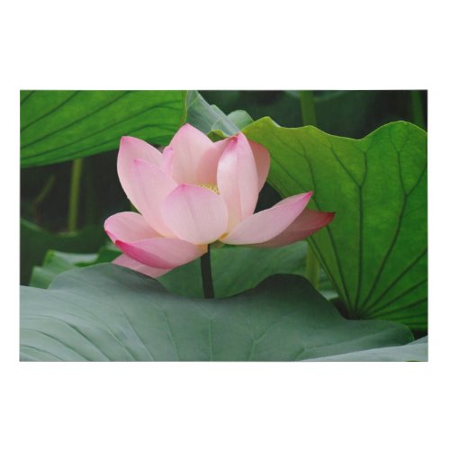 Bashful Pink Water Lily among the leaves Faux Canvas Print