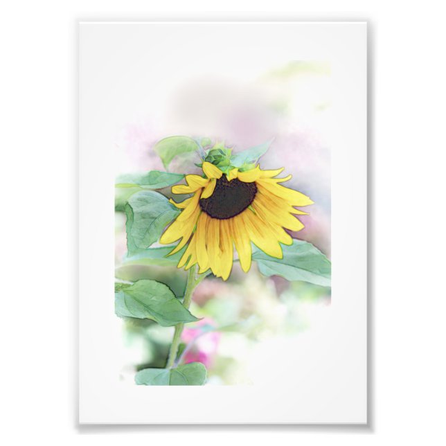 'Bashful Sunflower' Photo Print (Front)