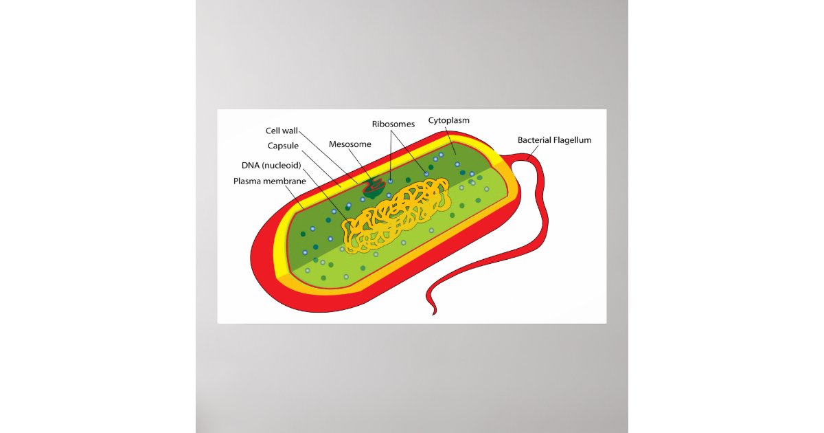 Basic Diagram of a Bacterial Prokaryote Cell Poster | Zazzle.com