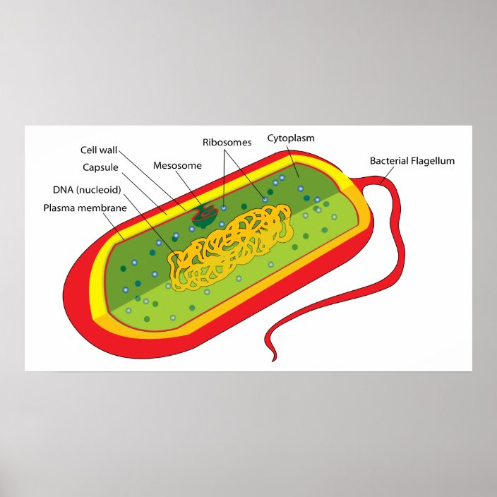 Basic Diagram of a Bacterial Prokaryote Cell Poster | Zazzle.com