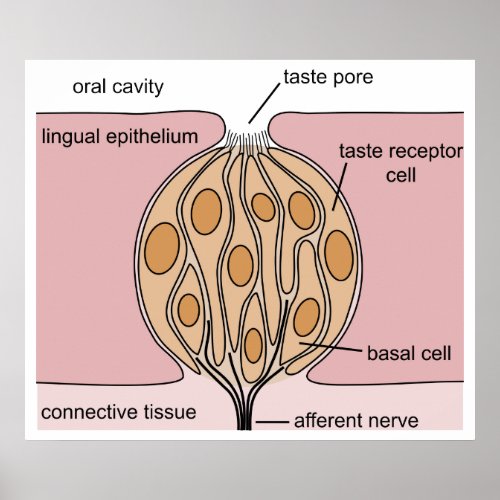 Basic Diagram of a Human Taste Bud of the Tongue Poster