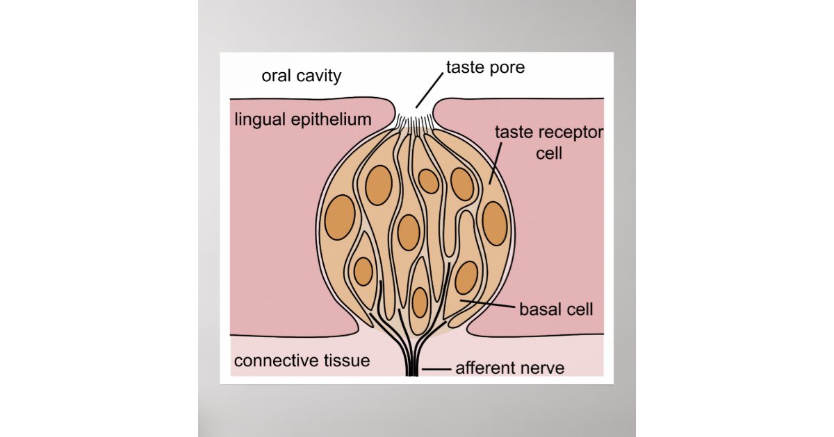 diagram buttons 5 iphone of Human the of Bud a Poster Tongue Taste Diagram Basic of diagram buttons 5 iphone of Human the of Bud a Poster Tongue Taste Diagram Basic of