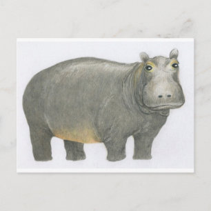 Basic Hippo Postcard