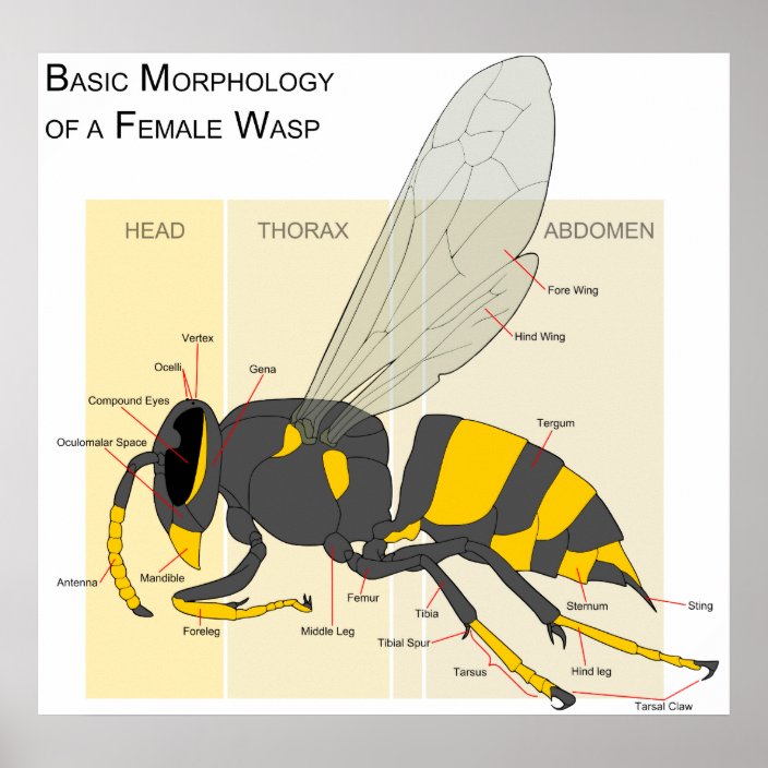 Basic Morphology of a Female Wasp Diagram Poster