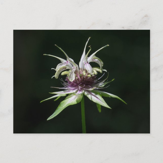 Basil Bee Balm White Bergamot Wildflower Postcard (Front)