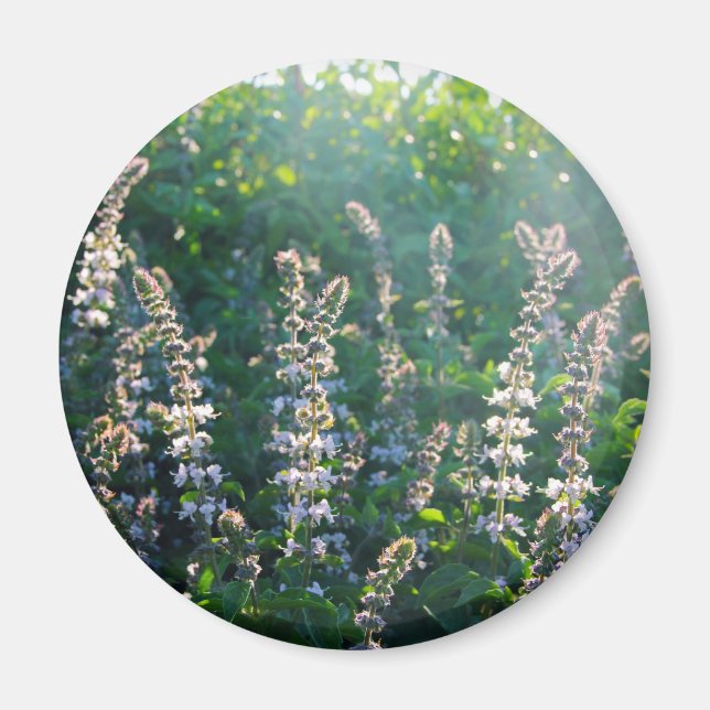 Basil bush  magnet (Front)