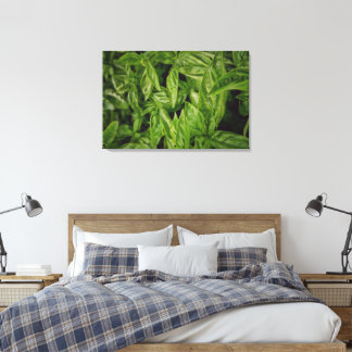 Basil Canvas Print