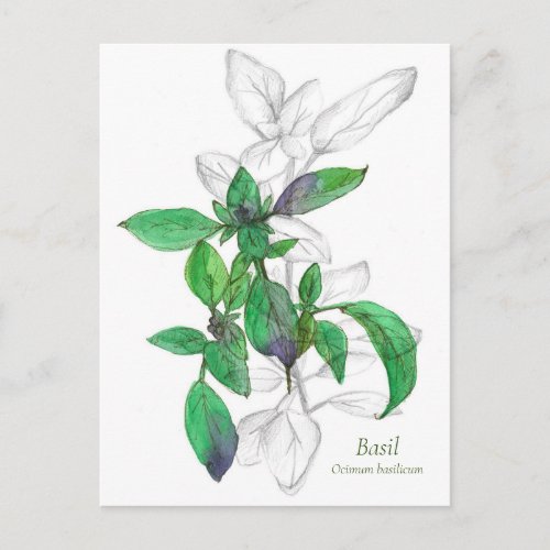 Basil Cooking Herb Watercolor Illustration Postcard