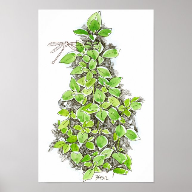Basil Dragonfly Ink Drawing Watercolor Poster (Front)