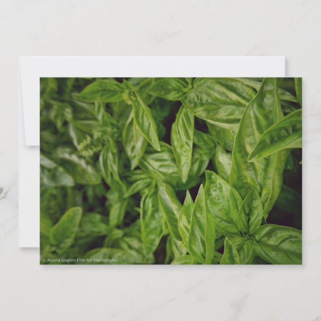 Basil Fine Art Announcement (Front)