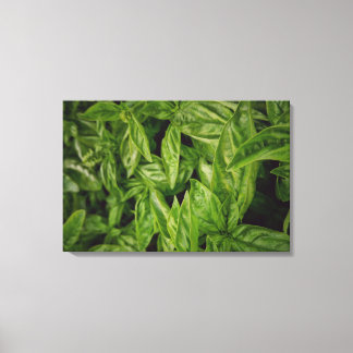Basil Fine Art Canvas Print