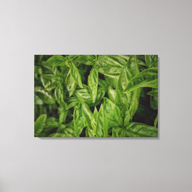 Basil Fine Art Canvas Print (Front)