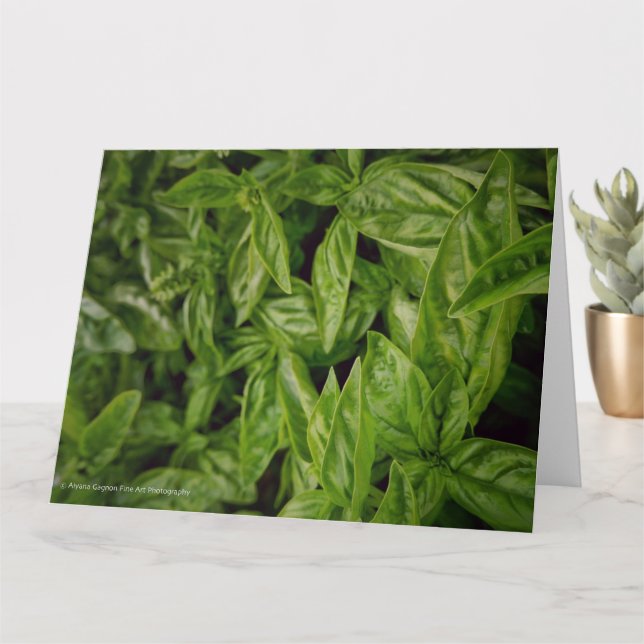 Basil Fine Art Card (Small Plant)
