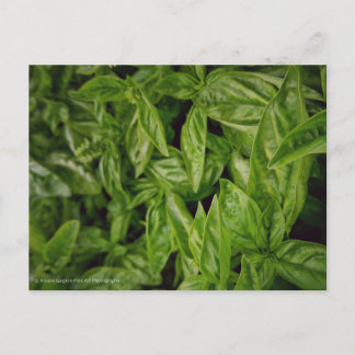 Basil Fine Art Postcard