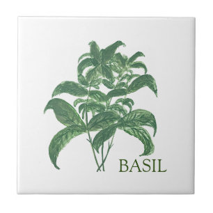 Basil Herb Greenery Kitchen Culinary Green  Ceramic Tile