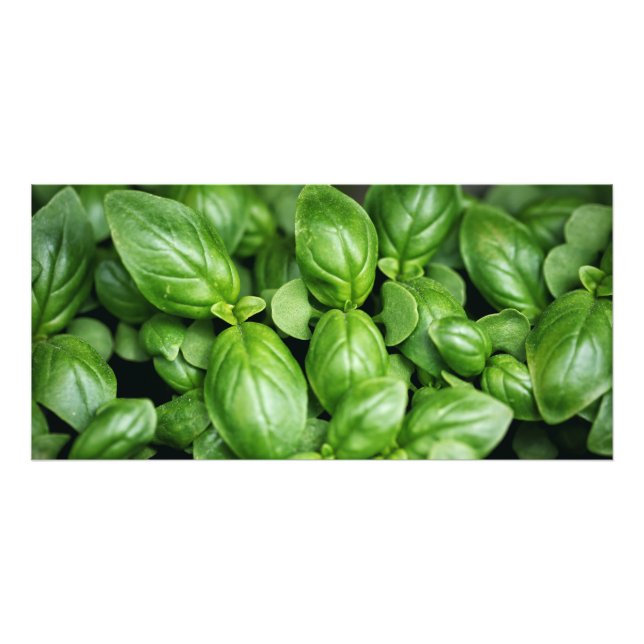 Basil Herb Photo Print (Front)