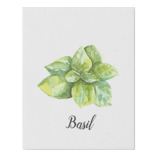 Basil Herb Watercolor Illustration Faux Canvas Print