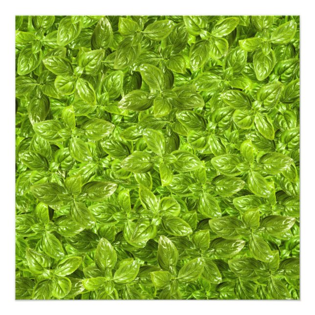 Basil Leaves Pattern Photo Print (Front)